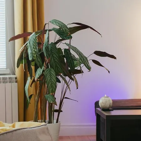 Color Corneliu Coposu 1a Street * בוקרשט